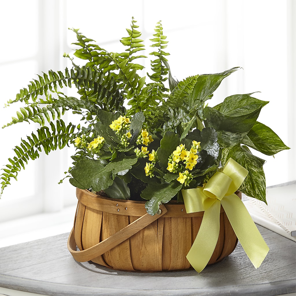Always Dear Dishgarden – San Diego Finest Florist, San Diego CA