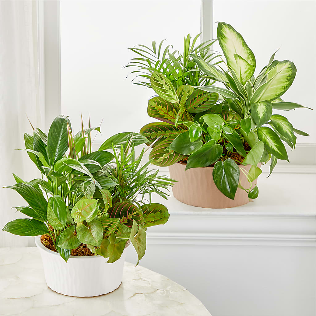 Balance & Harmony Dishgarden – San Diego Finest Florist, San Diego CA