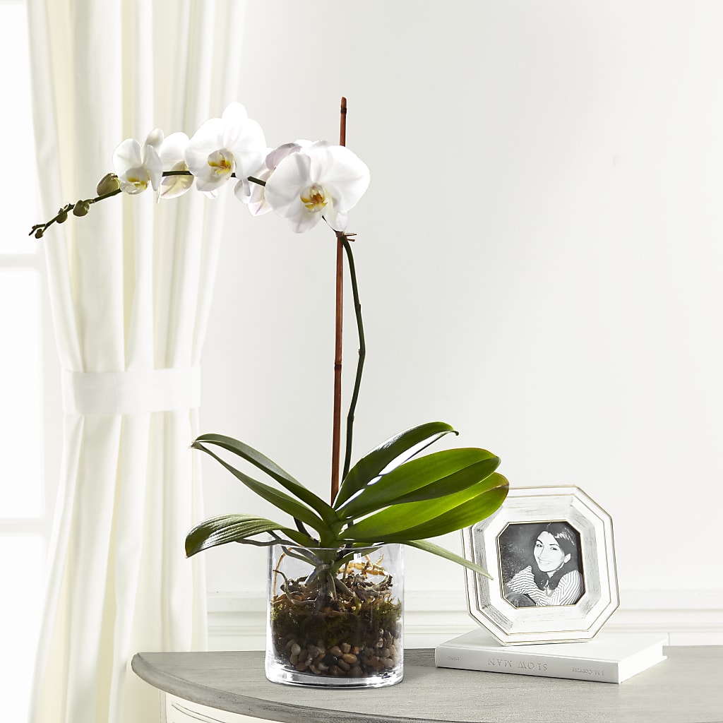 White Orchid Planter – San Diego Finest Florist, San Diego CA