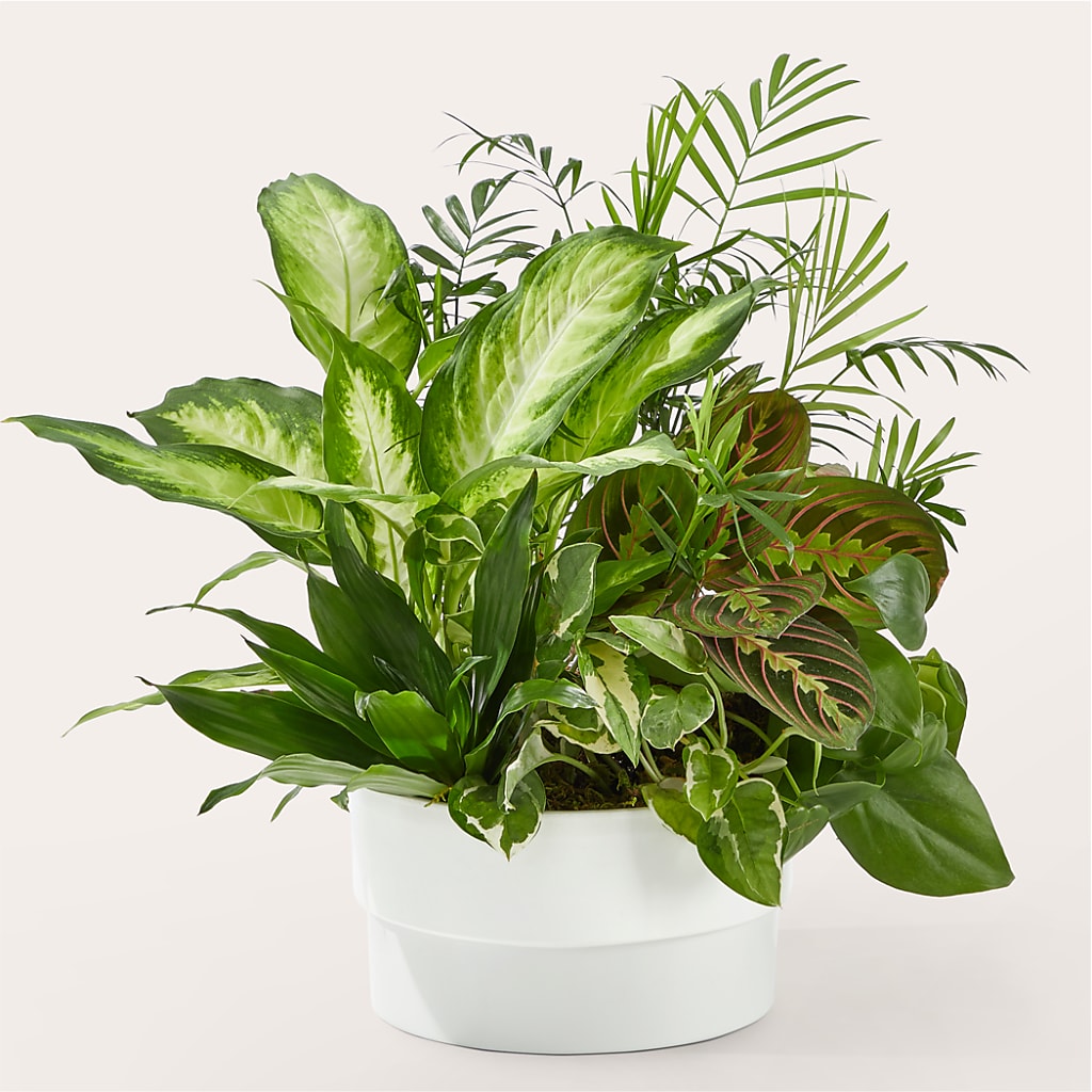 Radiating Positivity Dishgarden – San Diego Finest Florist, San Diego CA