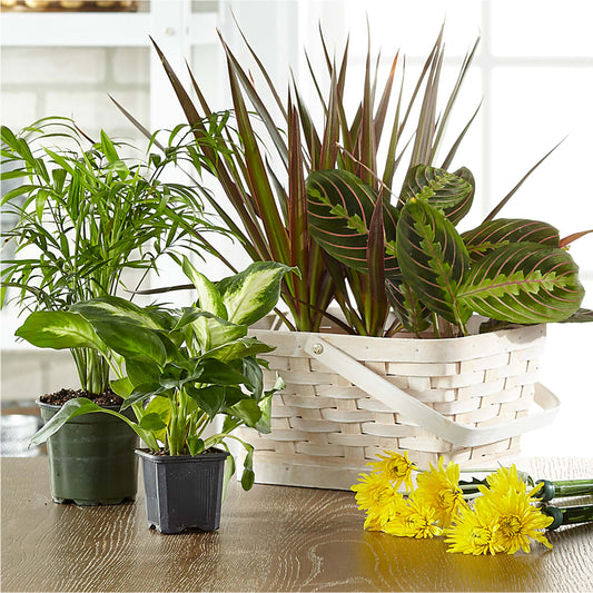 Florist Designed Blooming and Green Plants in a Basket –  San Diego Finest Florist, San Diego CA