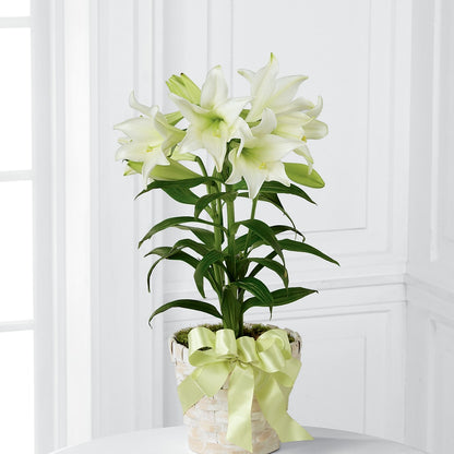 Easter Lily Plant –  San Diego Finest Florist, San Diego CA