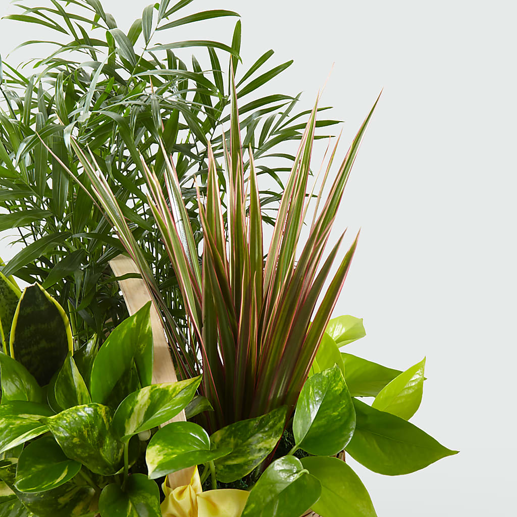 French Garden –  San Diego Finest Florist, San Diego CA