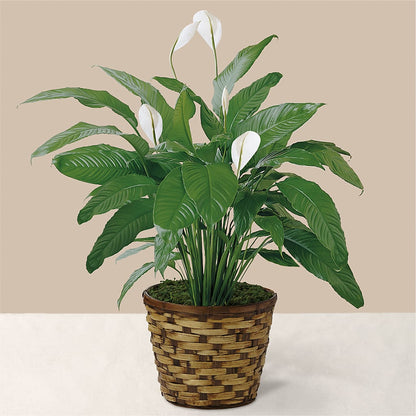 Tranquil Moments Peace Lily Plant –  San Diego Finest Florist, San Diego CA