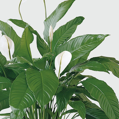 Tranquil Moments Peace Lily Plant –  San Diego Finest Florist, San Diego CA