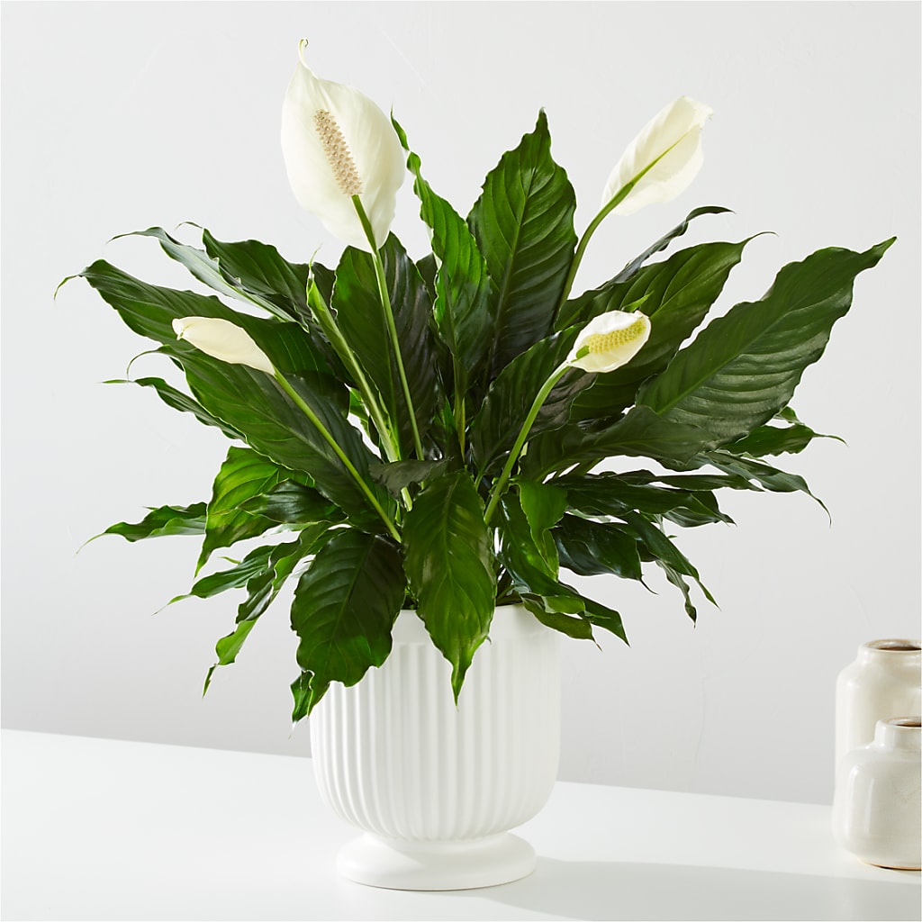 Comfort Planter –  San Diego Finest Florist, San Diego CA