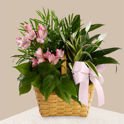 Living Spirit Dishgarden –  San Diego Finest Florist, San Diego CA