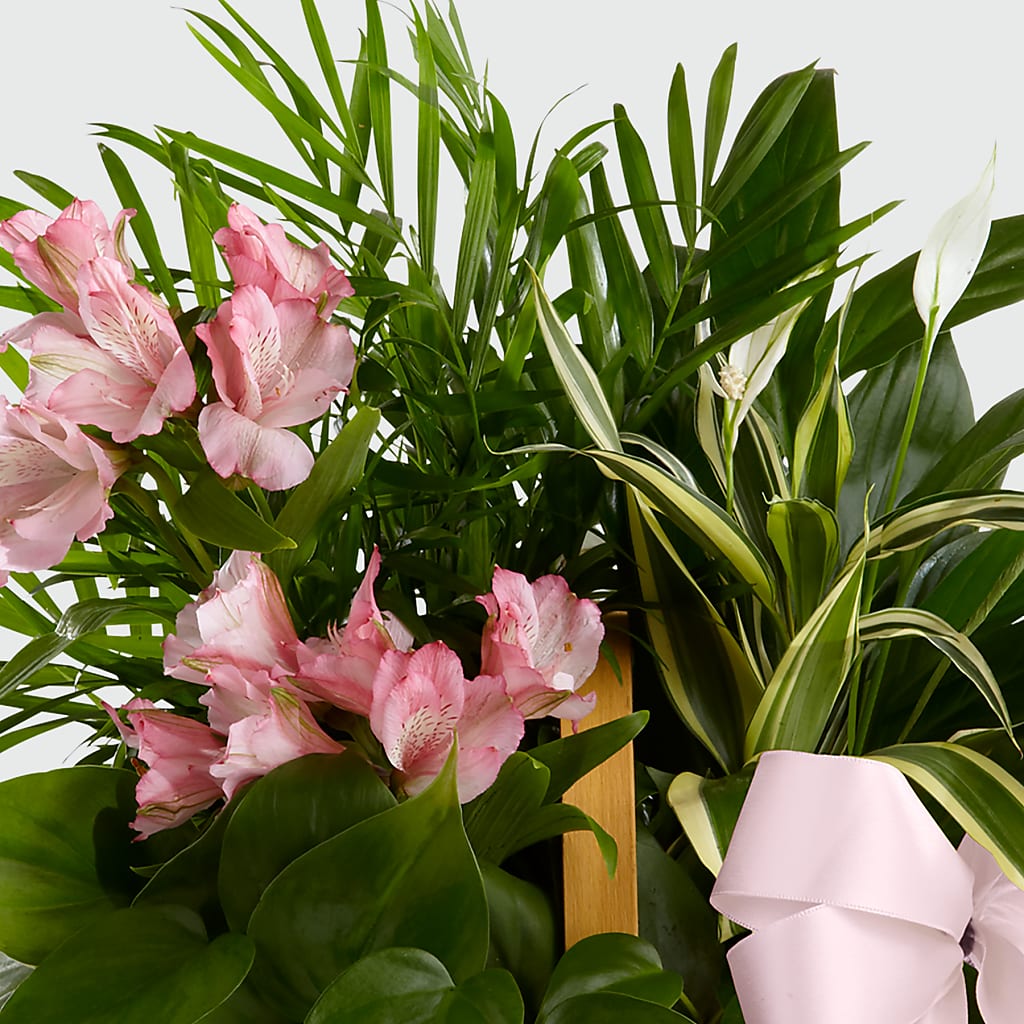Living Spirit Dishgarden –  San Diego Finest Florist, San Diego CA