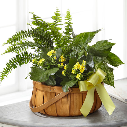 Always Dear Dishgarden –  San Diego Finest Florist, San Diego CA