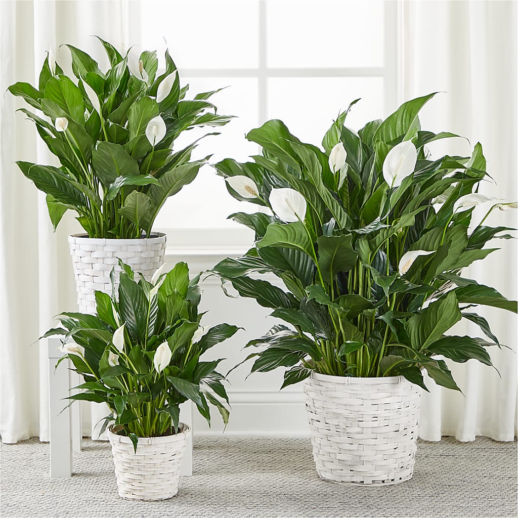 A New Leaf Peace Lily –  San Diego Finest Florist, San Diego CA