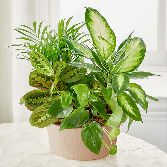 Balance & Harmony Dishgarden –  San Diego Finest Florist, San Diego CA