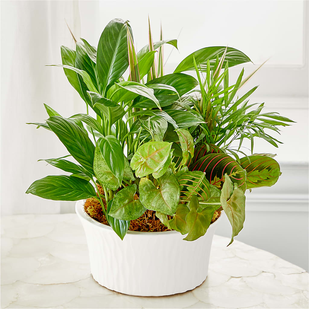 Balance & Harmony Dishgarden –  San Diego Finest Florist, San Diego CA
