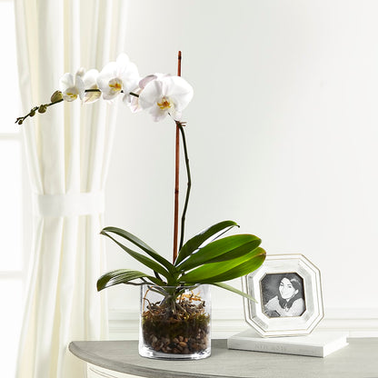 White Orchid Planter –  San Diego Finest Florist, San Diego CA